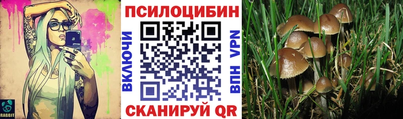 darknet наркотические препараты  Городовиковск  Псилоцибиновые грибы ЛСД 